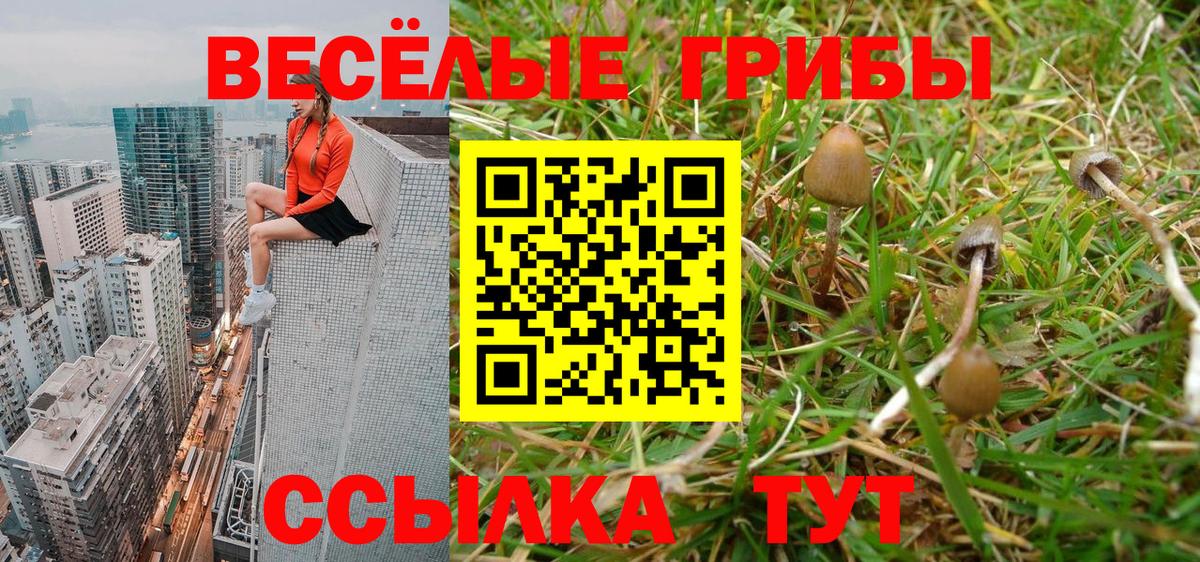 Псилоцибиновые грибы мицелий Ессентуки